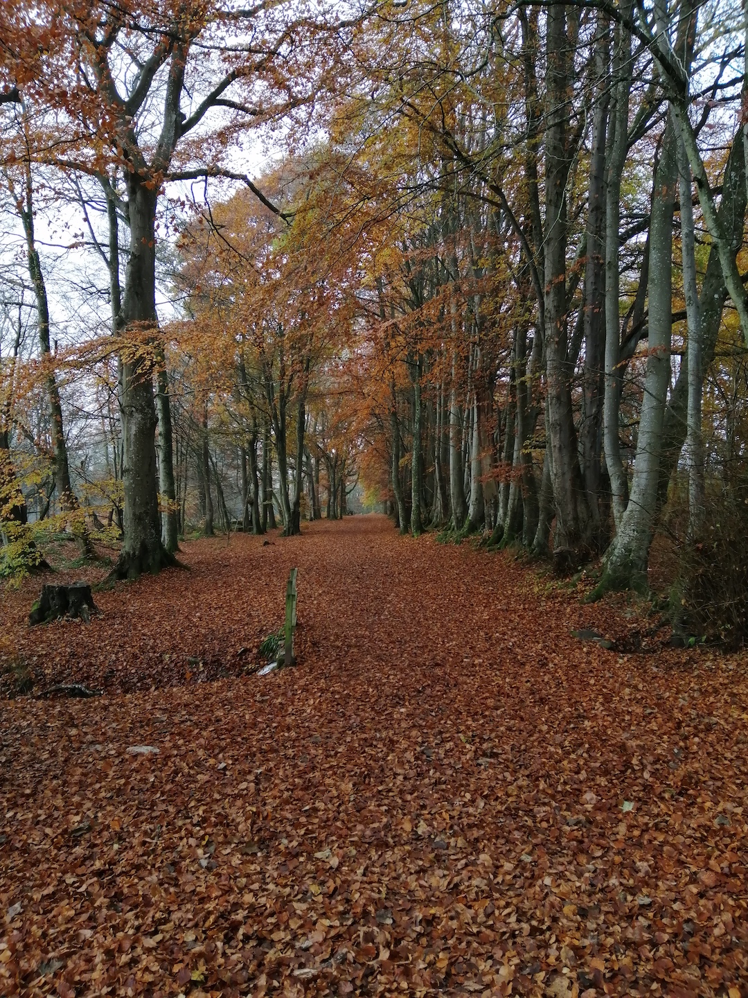 Lady Marys Walk - Autumn